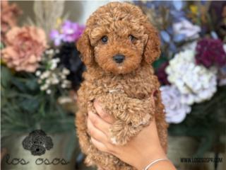 Puerto Rico Toy mini Poodle Roja! - Los Osos PR, Perros Gatos y Caballos
