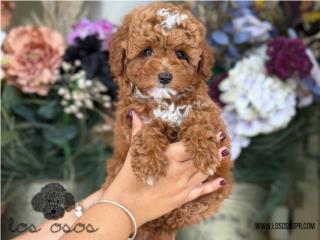 Puerto Rico Toy Poodle - Los Osos PR, Perros Gatos y Caballos