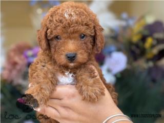 Puerto Rico WOW! Toy Mini Poodle - Los Osos PR, Perros Gatos y Caballos