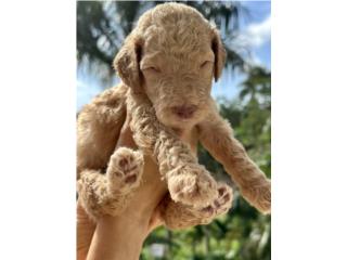 Bedivere - Goldendoodle Nene, Everlasting Doodles