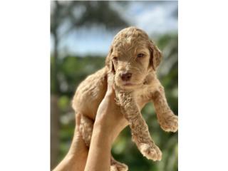 Degore - Goldendoodle Nene, Everlasting Doodles