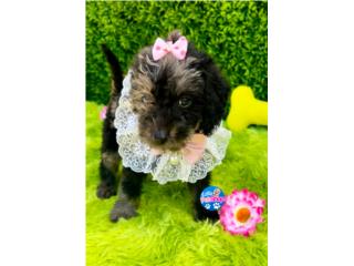 DOODLE MINI NENA , LITTLE PET SHOP