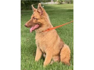 German Shepherd liver AKC, RM Pets