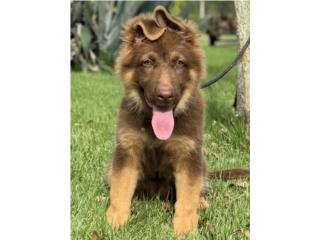 German Shepherd AKC liver hembra, RM Pets