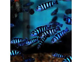 DEMASONI CICHLID 