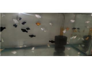 ASSORTED BALLOOM MOLLY