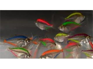 MIX COLOR GLASS FISH