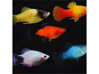ASSORTED PLATY