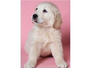 Puerto Rico  AKC Golden Retriever puppies, Perros Gatos y Caballos
