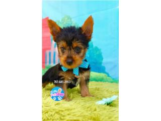 YORKIE TOY NENE CON PAPELES , LITTLE PET SHOP
