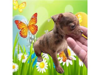 CHIHUAHUA TOY Precioso, PUPS