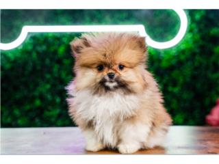 Puerto Rico DANE TOY POMERANIAN (VISITANOS EN GUAYNABO), Perros Gatos y Caballos