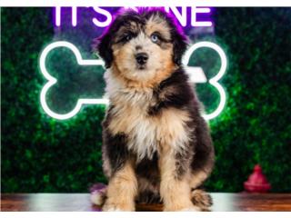 Puerto Rico AZURE MINI POMSKYDOODLE (VISITANOS EN GUAYNA), Perros Gatos y Caballos