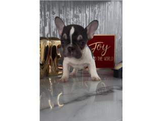 Cocoa paid tricolor , La realeza Kennel