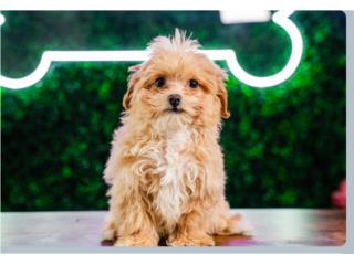 Puerto Rico TEMPLETON TOY MALTIPOO (VISITANOS EN GUAYNABO, Perros Gatos y Caballos