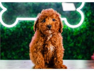 Puerto Rico TONKA TOY POODLE(VISITANOS EN GUAYNABO), Perros Gatos y Caballos