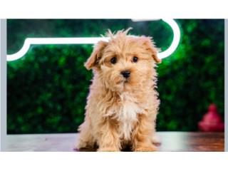 Puerto Rico NORM TOY MALTIPOO (VISITANOS EN GUAYNABO), Perros Gatos y Caballos