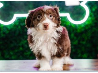 GRIFFY MINI AUSSIEDOODLE(VISITANOS EN GUAYNAB, Puppy Love Puerto Rico