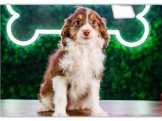 Puerto Rico BAHAMA MINI AUSSIEDOODLE(VISITANOS EN GUAYNAB, Perros Gatos y Caballos