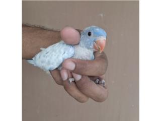 RINGNECK VIOLETA ARLEQUÍN , Puppy