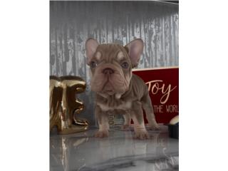 Velvet roja an tan big Rope , La realeza Kennel