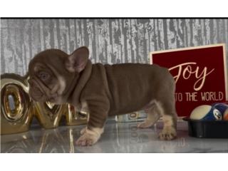 Rojo an tan calidad 100%, La realeza Kennel