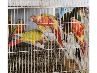 Lote de sun cheek hi red mansitos joven, JG Aviario