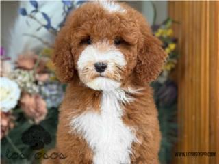 Puerto Rico Hermosa Poodle Mediana - Los Osos PR, Perros Gatos y Caballos