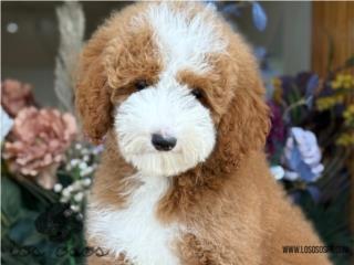 Puerto Rico Tuxedo Mediano Poodle - Los Osos PR, Perros Gatos y Caballos