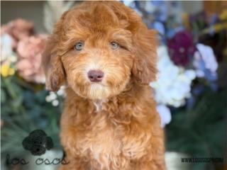 Puerto Rico Poodle Miniatura Ojazos! - Los Osos PR, Perros Gatos y Caballos