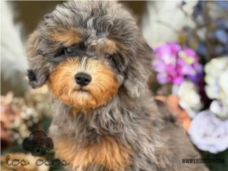 Puerto Rico Poodle Phantom Merle - Los Osos PR, Perros Gatos y Caballos