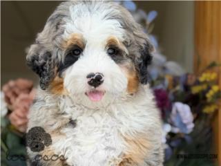Puerto Rico Bernedoodle Increible Blue Merle - Los Osos, Perros Gatos y Caballos