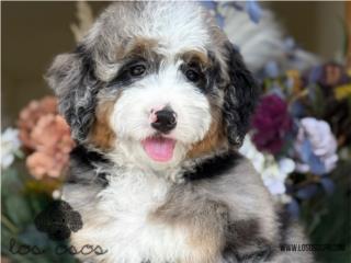 Puerto Rico Bernedoodle Blue Merle - Los Osos PR, Perros Gatos y Caballos