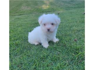 TOY MALTES HEMBRA CON PAPELES, DOG LOVERS