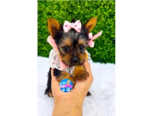 YORKIE TCUP NENA CON PAPELES  Puerto Rico