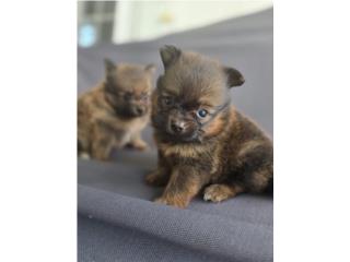 Puerto Rico Pomeranian (Pomerania) toy macho , Perros Gatos y Caballos