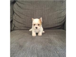 YORKIE TOY MACHO BLANCO & GOLD Puerto Rico