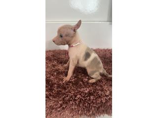 Chihuahua hembra , Doble A Pets