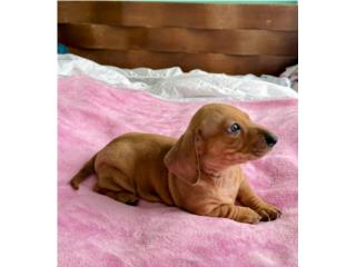 Salchicha Daschund hembra red Dapple , Zahira 