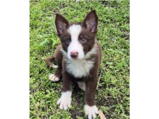 German Shepherd AKC Hembra , EXTREME