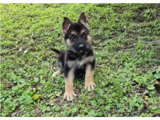 German Shepherd AKC Hembra , EXTREME
