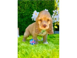 COCKER SPANIEL NENE CON PAPELES  Puerto Rico