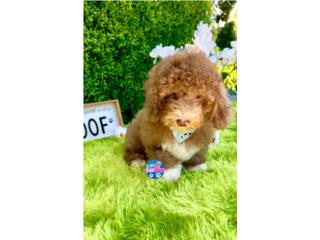 POODLE MINI NENE CHOCOLATE CON PAPELES  Puerto Rico