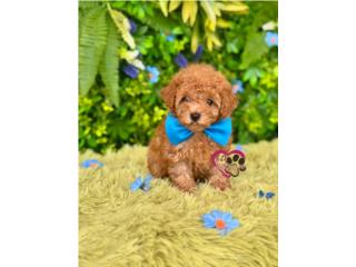 Toy Poodle Nene red con papeles , Happy Tails PR 