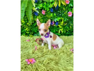 Chihuahua toy Nena con papeles , Happy Tails PR 