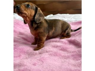 Dachshund/salchicha hembra dapple, Zahira 