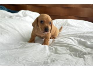 Dachshund/salchicha macho color red, Zahira 