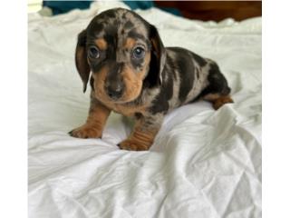 Dachshund/salchicha black dapple macho, Zahira 