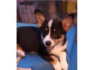 Puerto Rico Glamor Coat American Corgi, Perros Gatos y Caballos