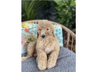 Puerto Rico GoldenDoodles F2bb ENTREGAS MAYO 2025, Perros Gatos y Caballos